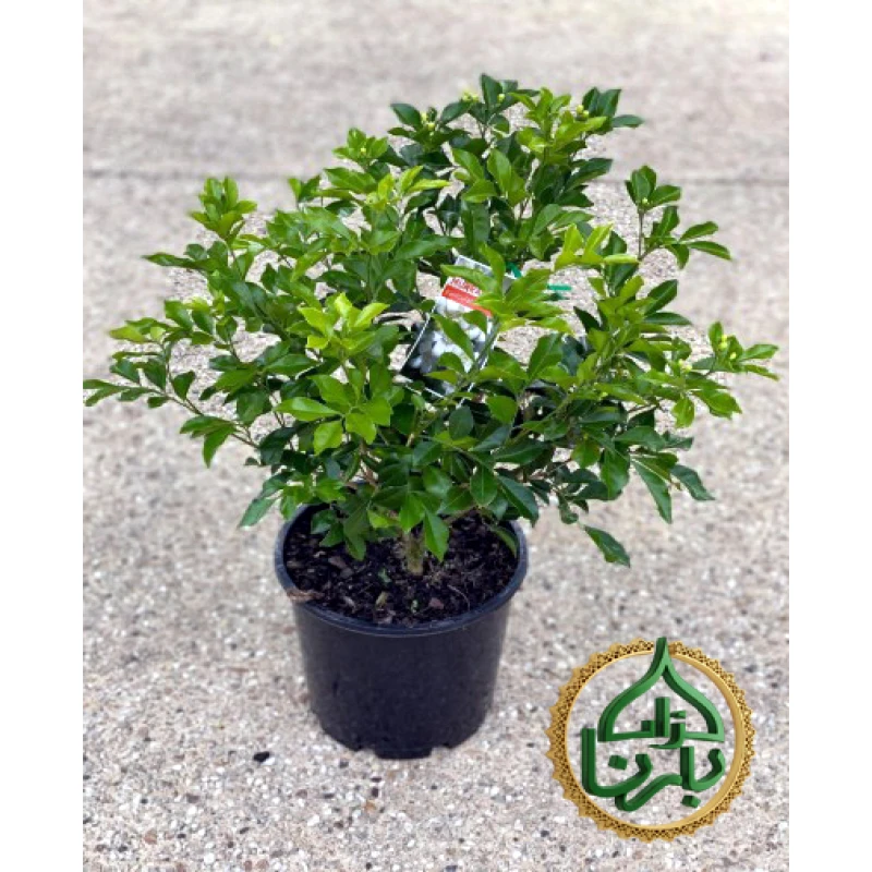 Murraya Paniculata Medium