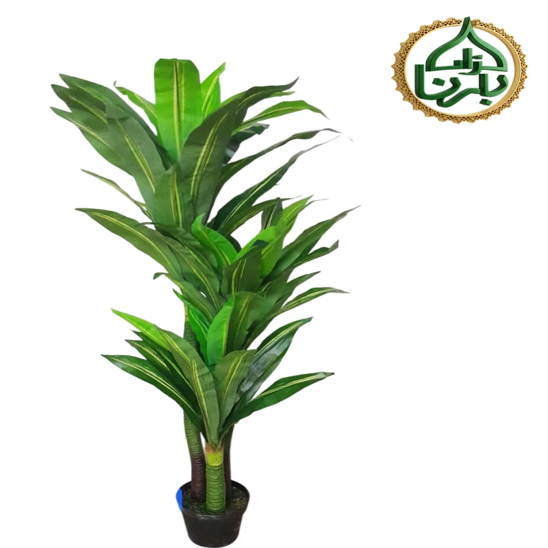 Dracaena Lemon Lime