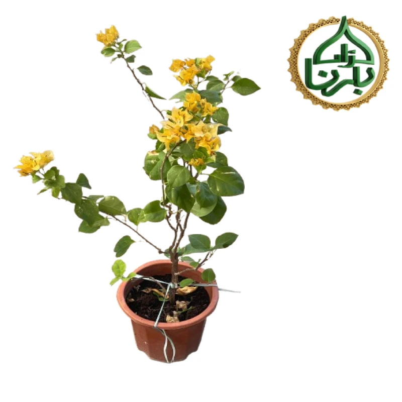 Bougainvillea Yellow