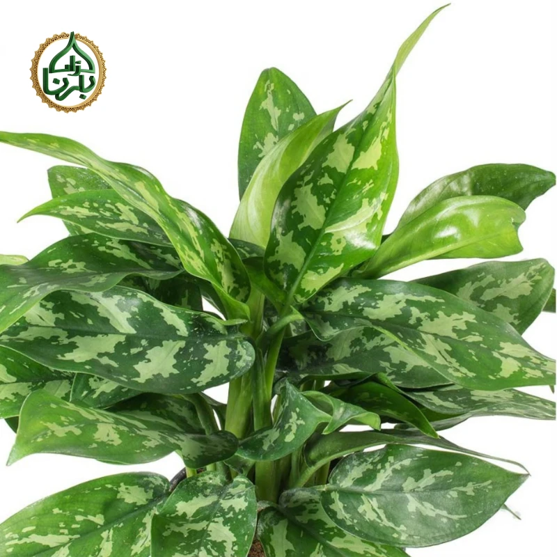 Aglaonema Maria