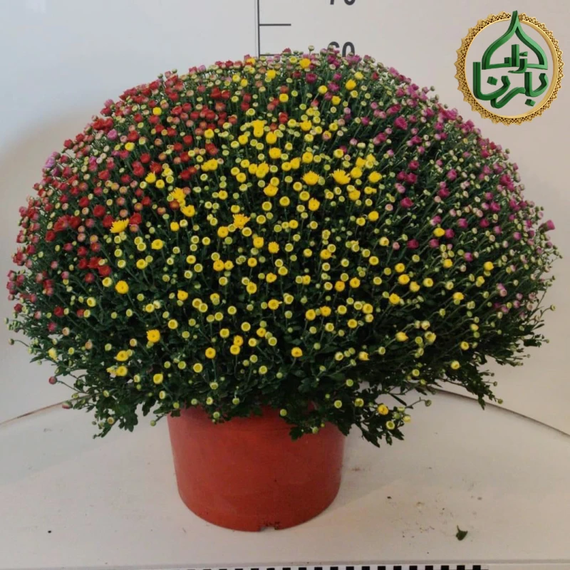 Chrysanthemum Ball Shape Mix Color