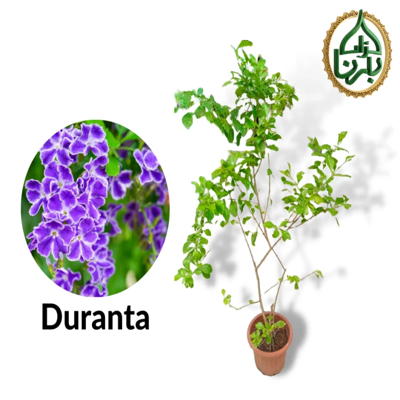 Duranta / Skyflower Bushy