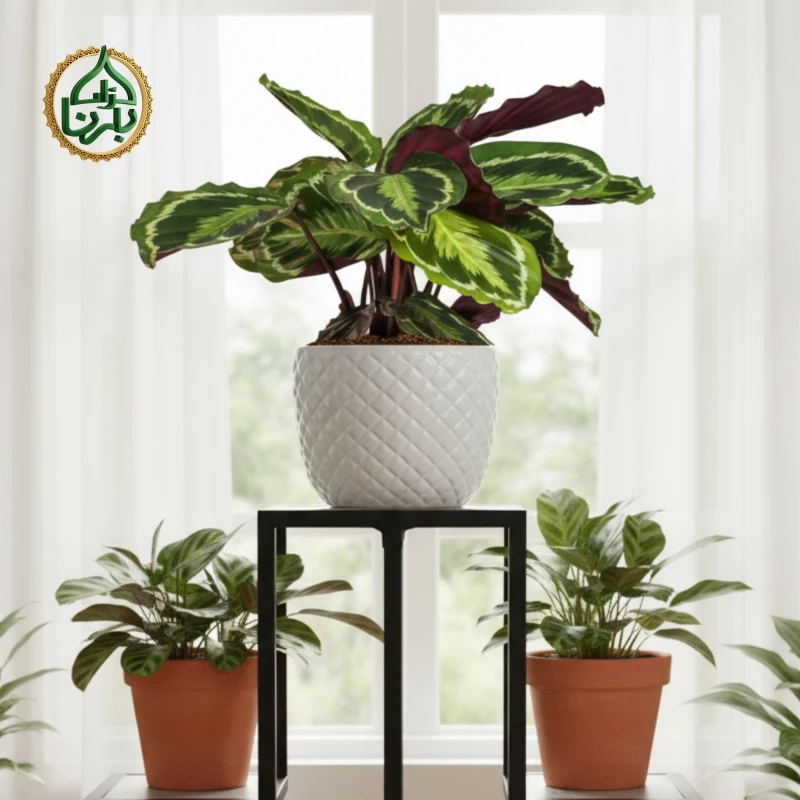 Calathea Marion