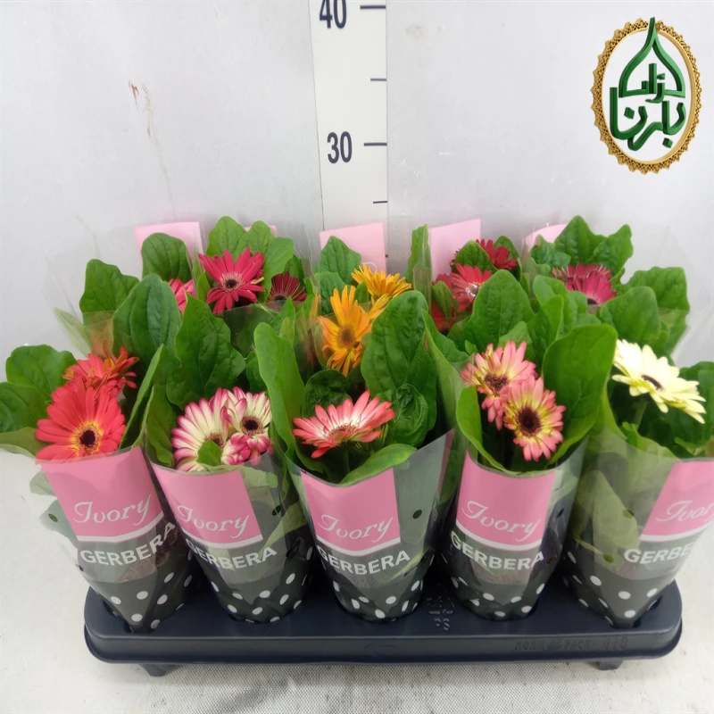 Gerbera Pink