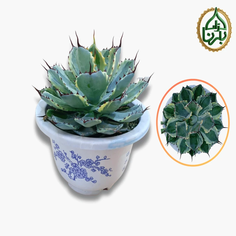 Century Plant (Agave Victoria Reginae)