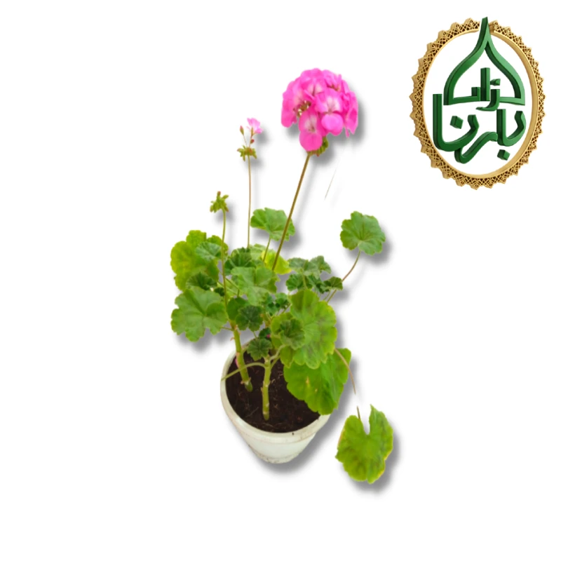 Geranium Pink