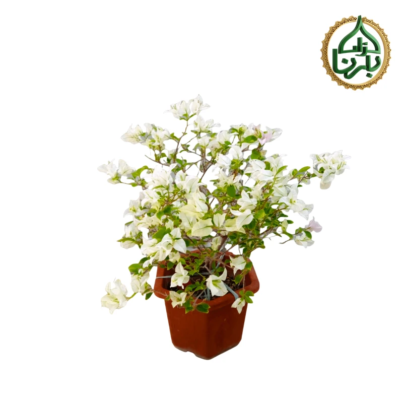 Bougainvillea Glabra White Big