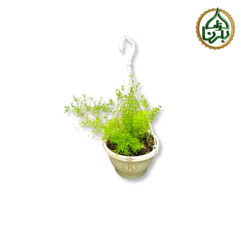 Asparagus Fern Hanging