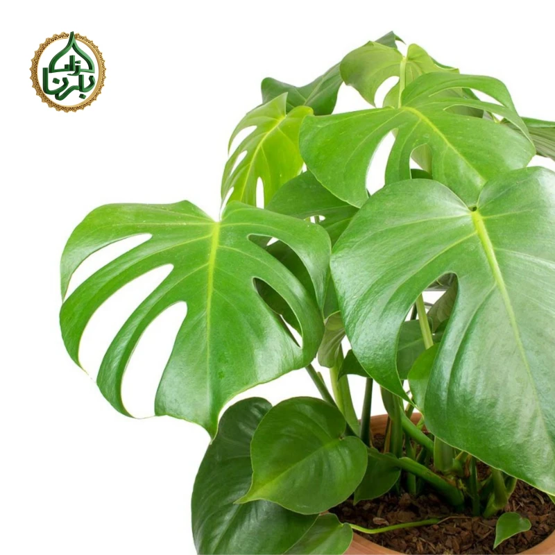 Monstera Deliciosa Small