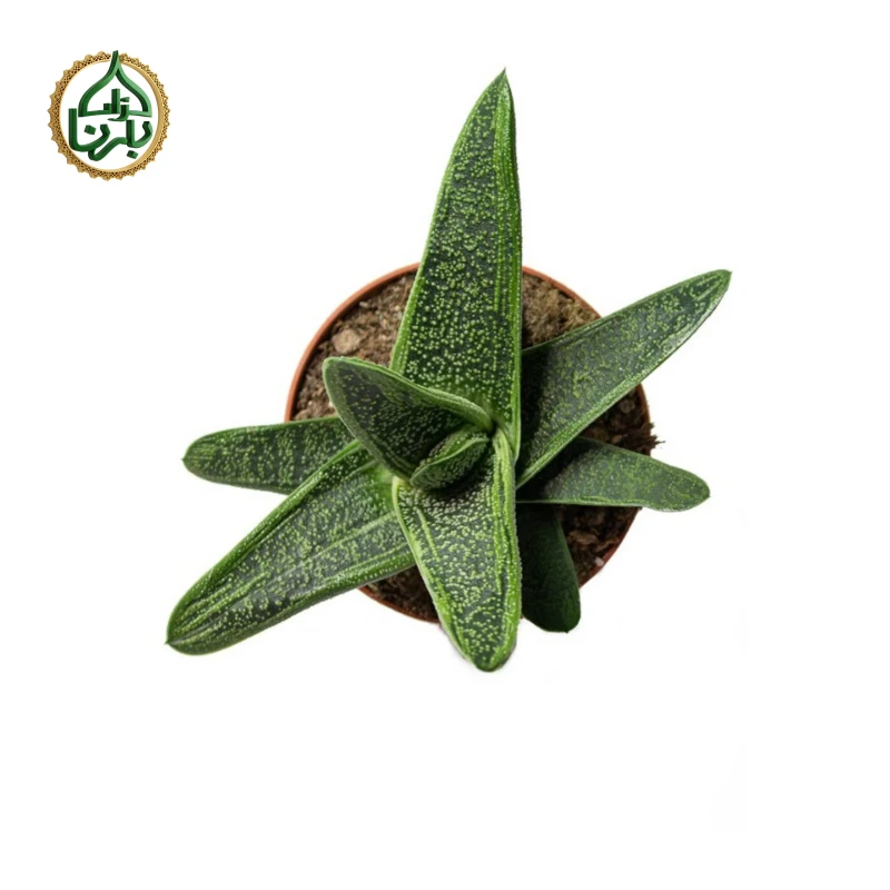 Gasteria 'Little Warty'