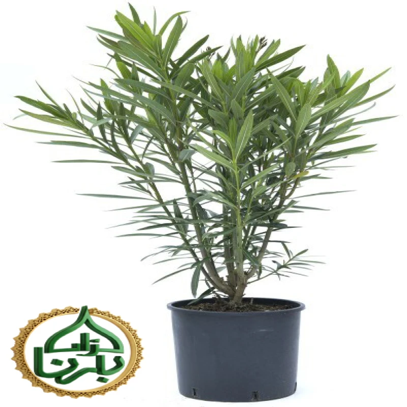 Nerium Oleander