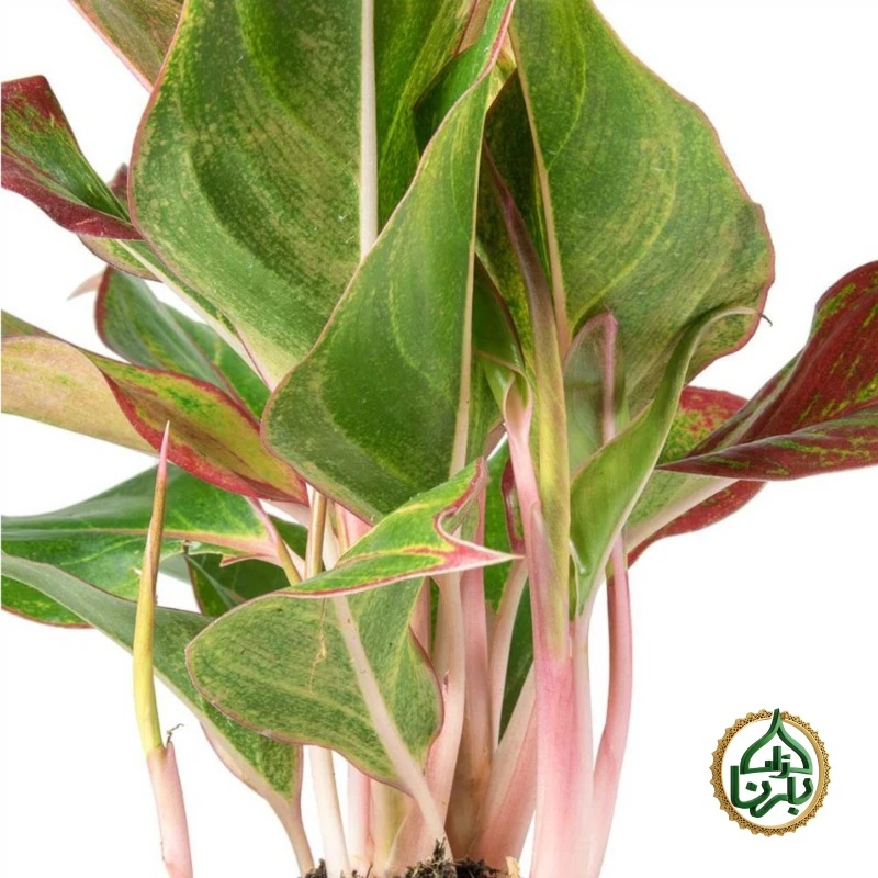 Aglaonema Crete