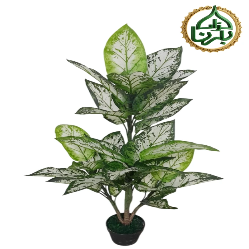 Diffenbachia Camilla 120 Cm