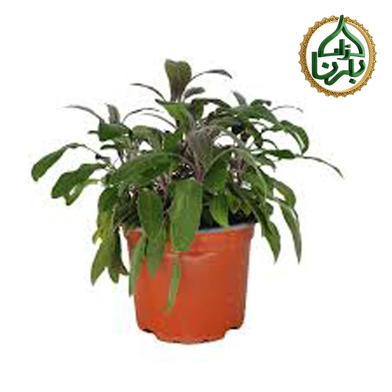 المريمية الطبية - موراميا