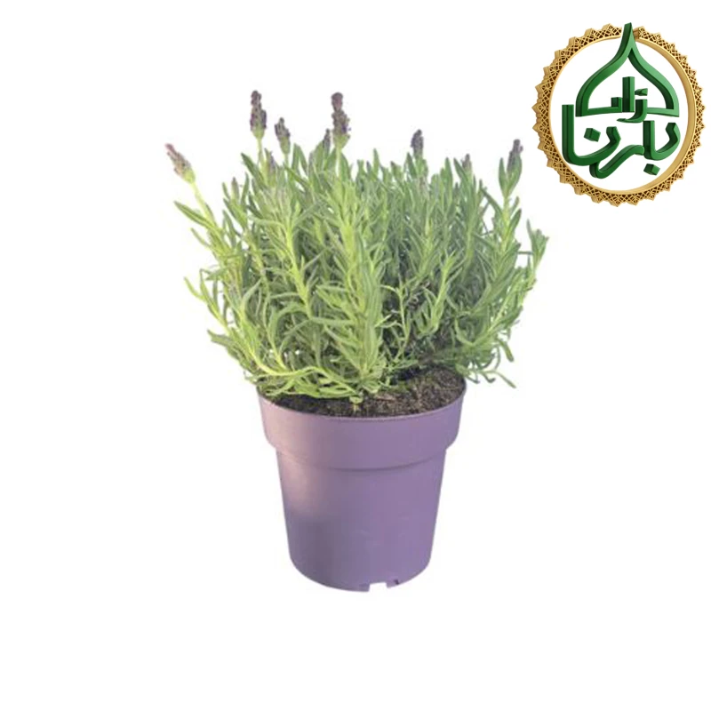 Lavandula Stoechas "Anouk"