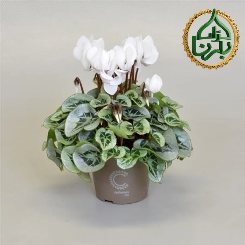 Cyclamen White