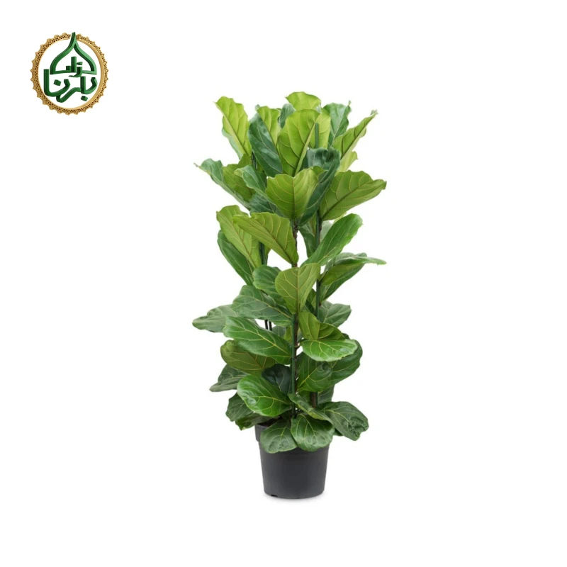 Ficus Lyrata 3PP Medium