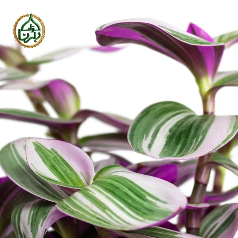Tradescantia Nanouk Small