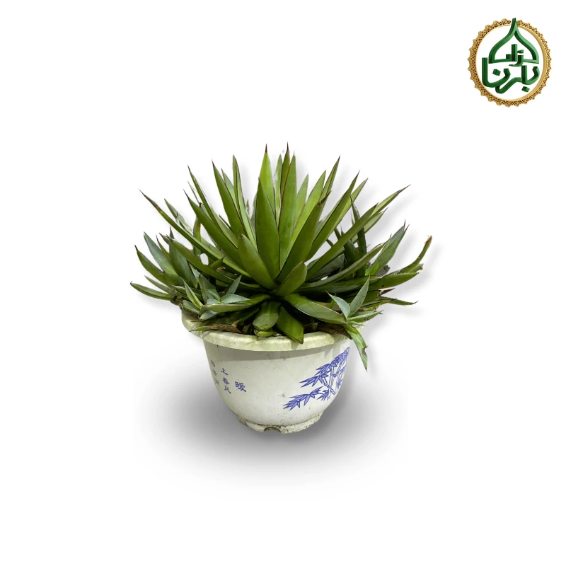 Century Plant (Agave Shaka Zulu)