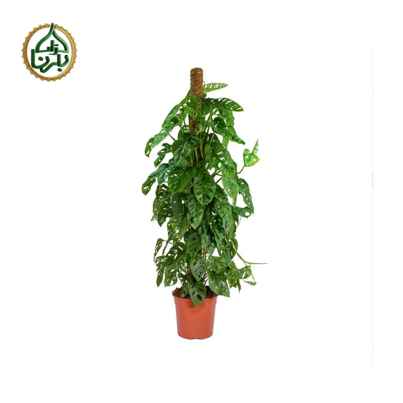 Monstera Monkey Mask Moss Stick