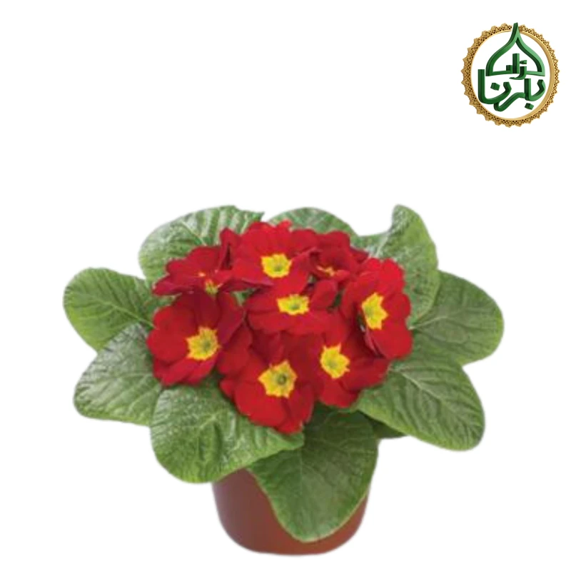 Primula Red