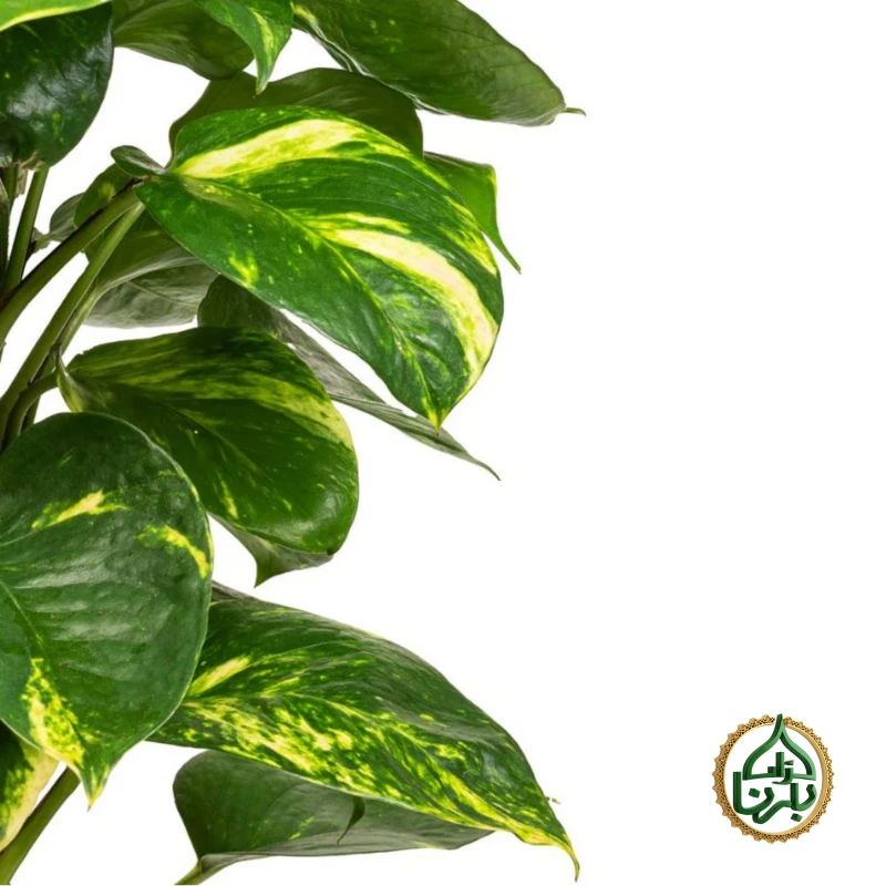 Epipremnum Pinnatum Moss Stick Small