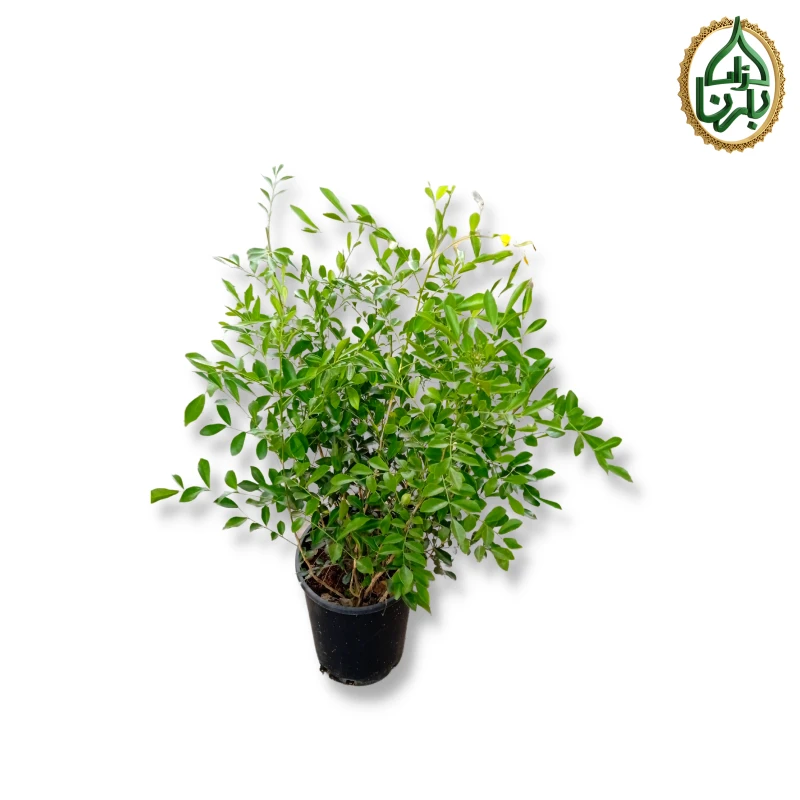 مورّايا بانكيولاتا