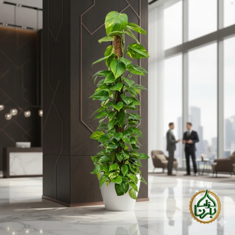 Epipremnum Pinnatum Moss Stick Big