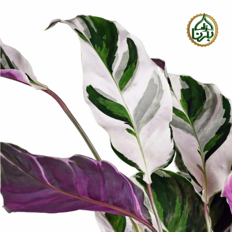 Calathea Fushion White