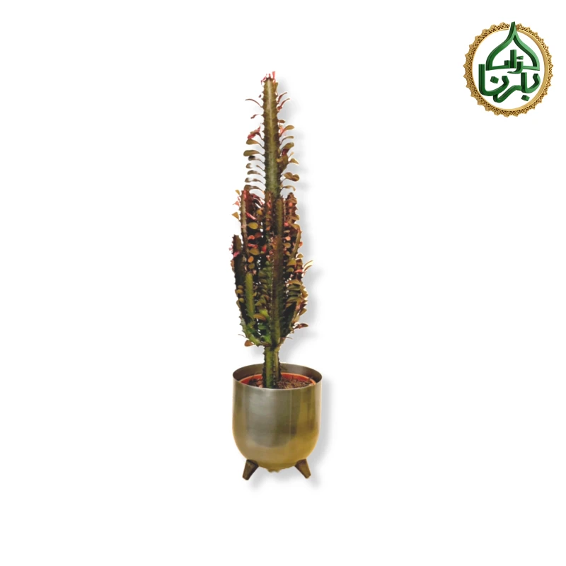 Euphorbia Trigona Rubra