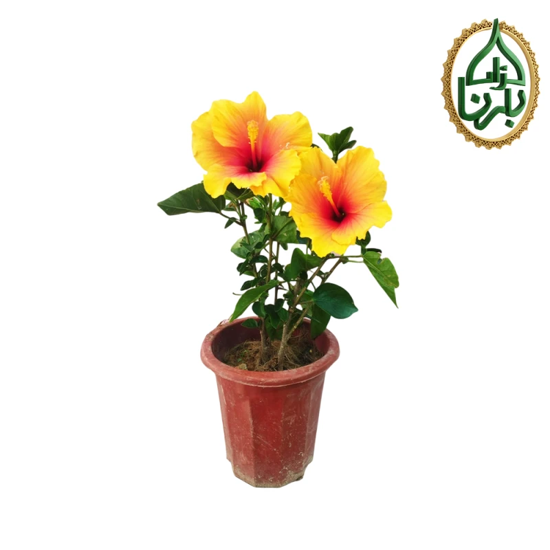 Hibiscus Yellow - Orange