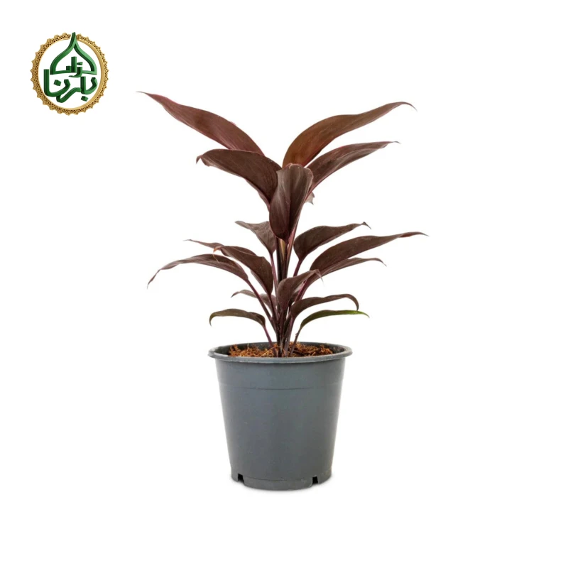 Cordyline fruticosa Mambo (Hawaiian Ti Plant)