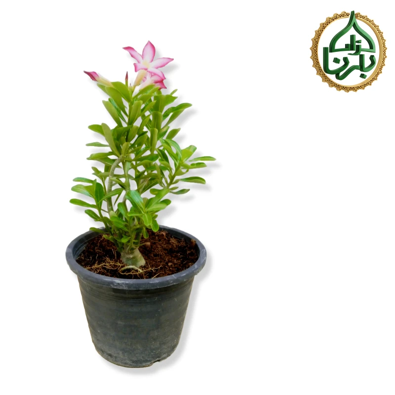 Desert Rose (Adenium)