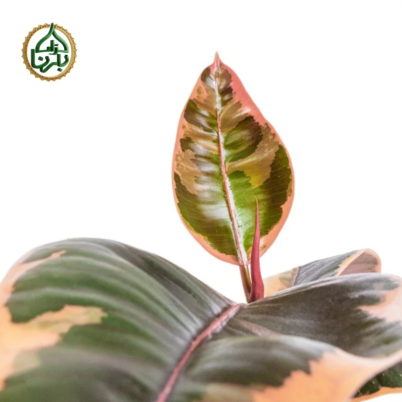 Ficus elastica 'Belize' (Rubber Plant)