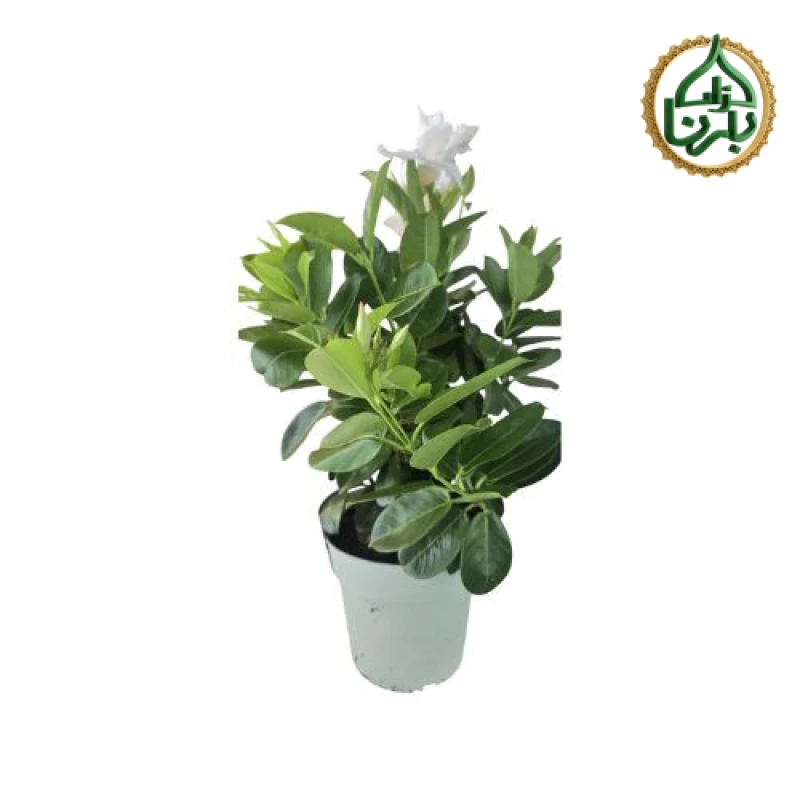 Brazilian Jasmine (Mandevilla-White)