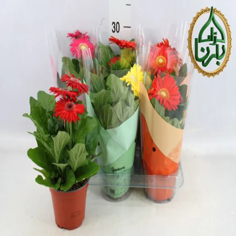 Gerbera Orange 1 Piece