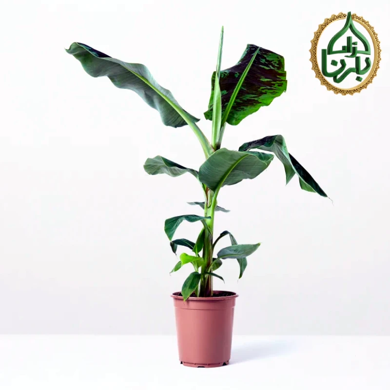 Musa Dwarf Cavendish