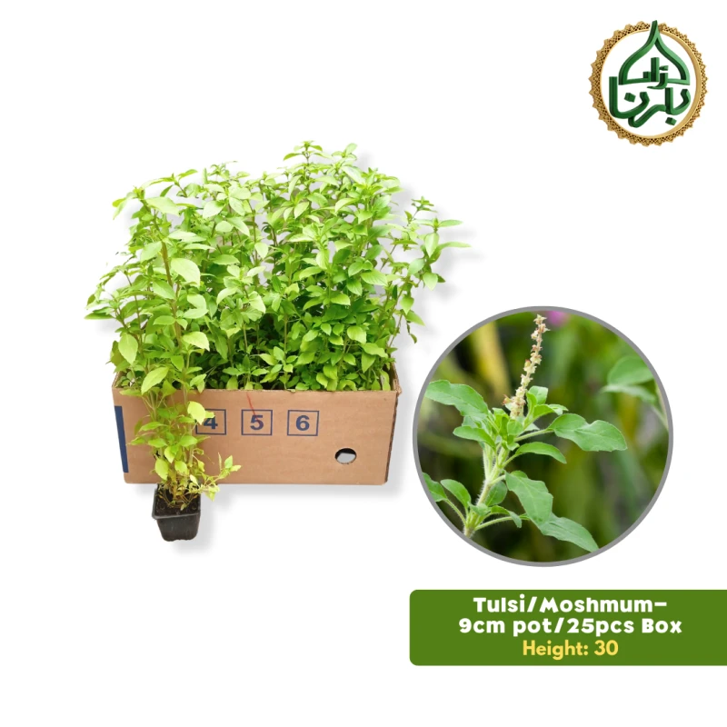 Ocimum Basil- Moshmum 25 Pieces Box
