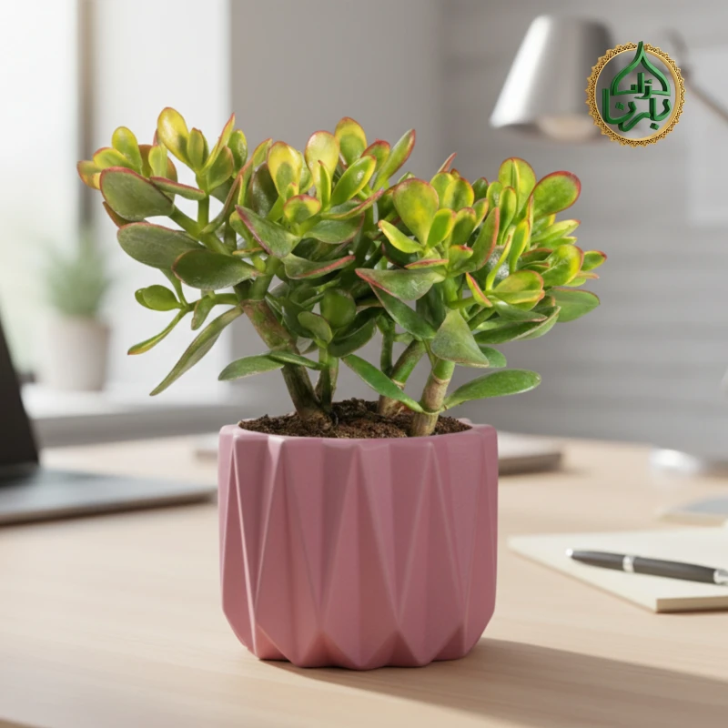 Crassula Sunset (Jade plant)