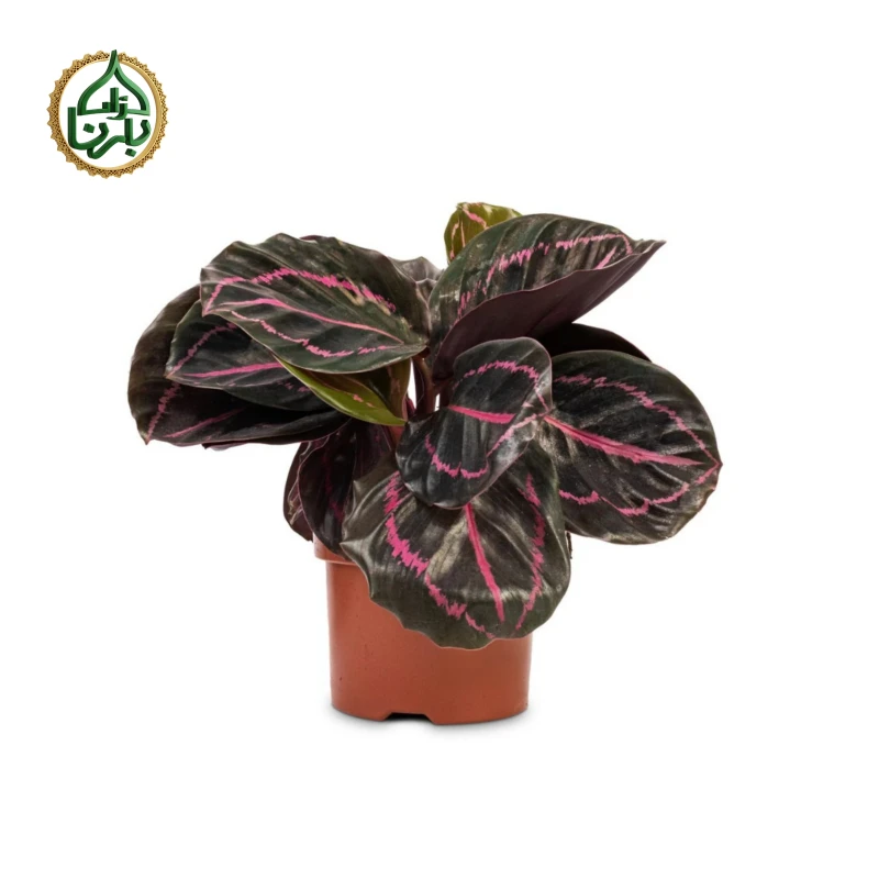 Calathea Rose Painted