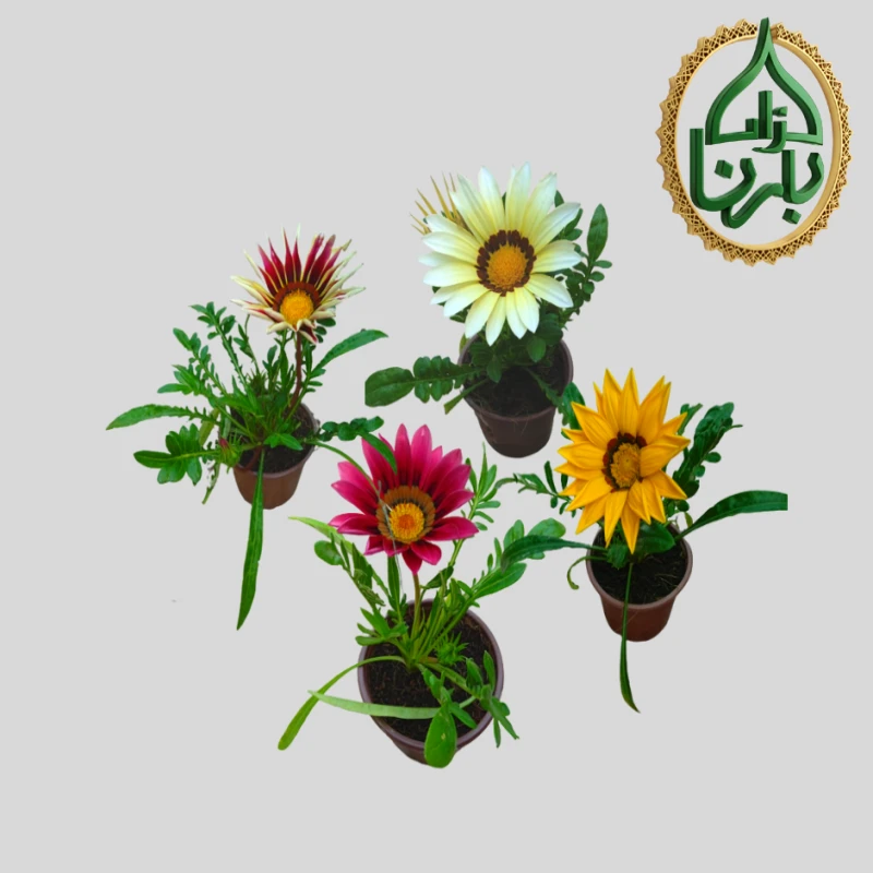 Gazania 25 pieces / Box