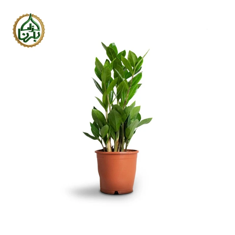 Zamioculcas Zamiifolia - ZZ Plant (Medium)