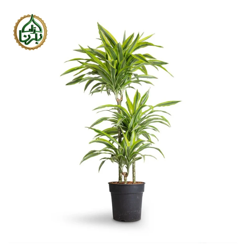 Dracaena Lemon Lime 3PP