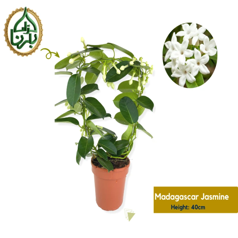 Madagascar Jasmine