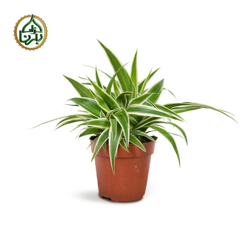 Chlorophytum Ocean - Spider Plant