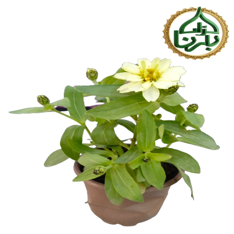 Zinnia White 1 Piece