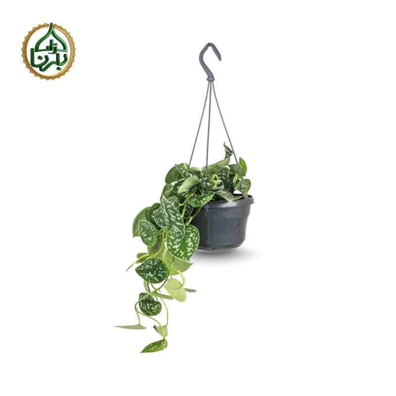 Scindapsus Pictus Hanging