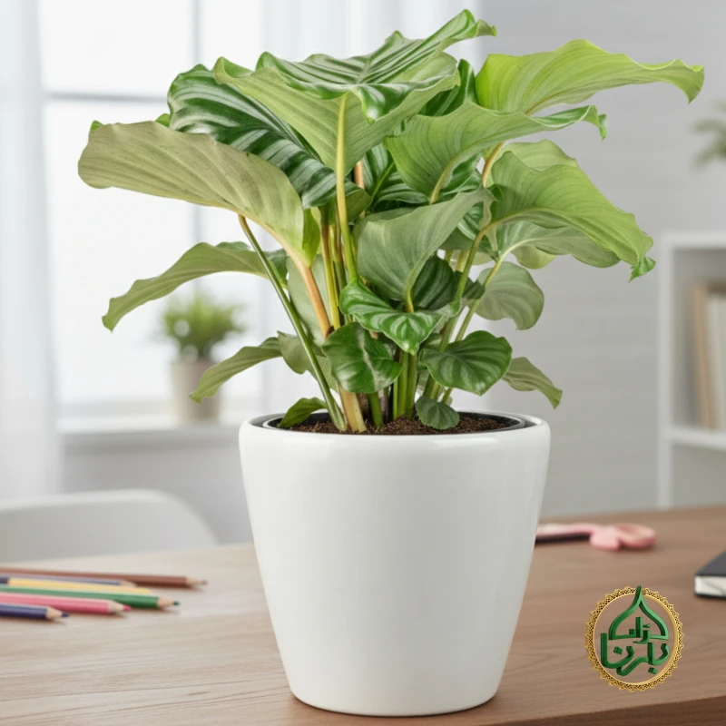 Calathea Orbiforlia