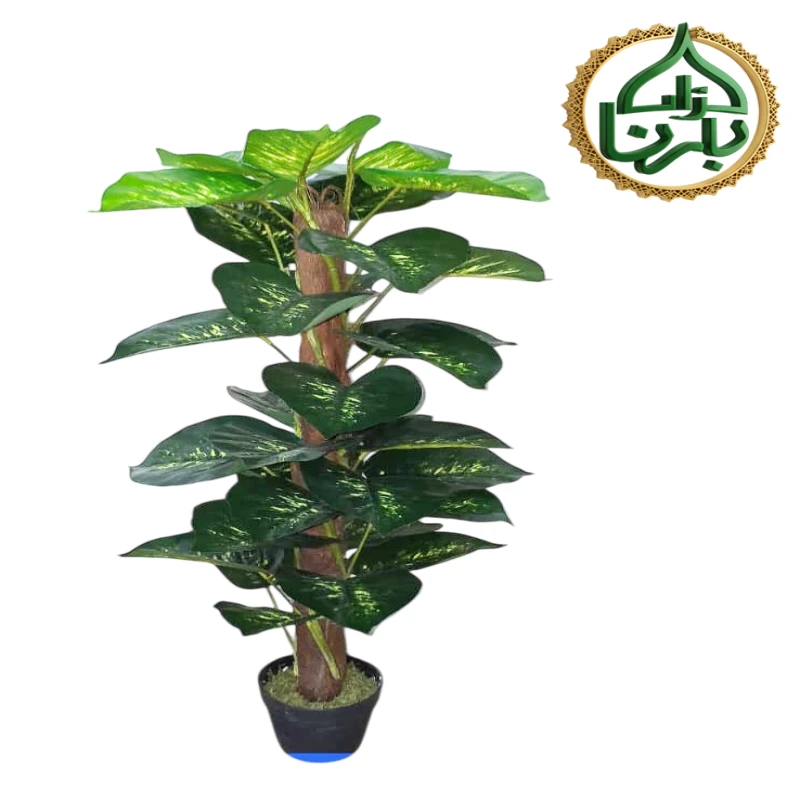 Money Plant Moss Stick