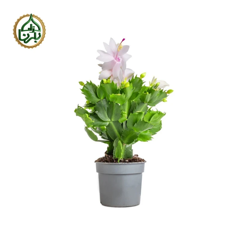 Christmas Cactus (Schlumbergera)- White